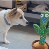 Cactus Musical Parlant & Dansant – Le Jouet Éducatif qui Fait Craquer Petits et Grands !
